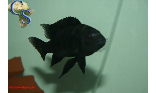 Pseudotropheus crabro